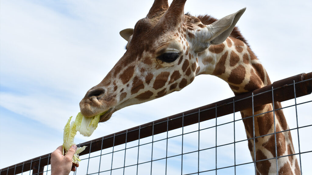 Branson's Promised Land Zoo Coupon Branson MO